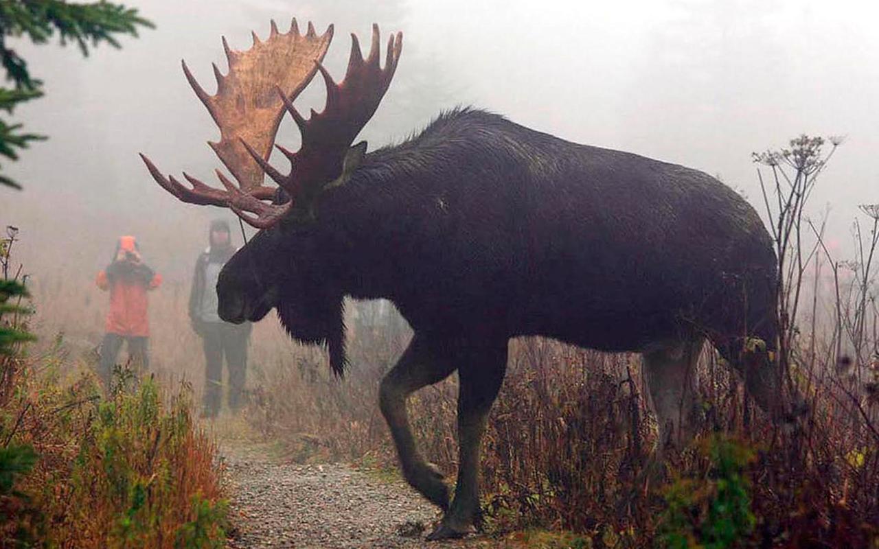 Villa Le Ti Moose La Malbaie Esterno foto