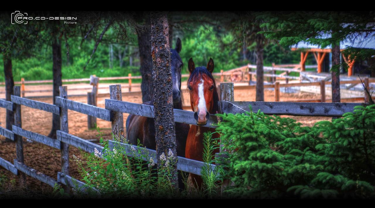 Villa Le Ti Moose La Malbaie Esterno foto