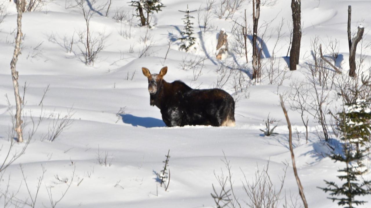 Villa Le Ti Moose La Malbaie Esterno foto