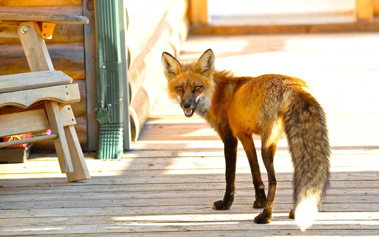 Villa Le Ti Moose La Malbaie Esterno foto